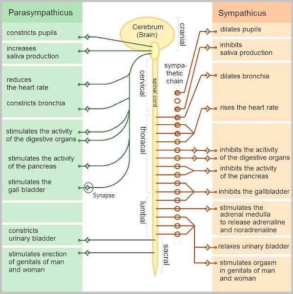 autonomic_nervous_system